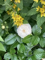 IMG_1036(2).webp