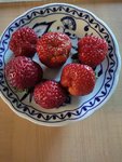 Erdbeeren 16.6..jpg