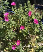 825EB228-AEA4-443D-8072-AE7133D9EC41.webp