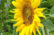Bienenfutter von uns 2018.webp