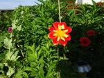 DSC02506.JPG
