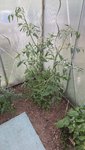 2022-06-17 Tomate Allemande01.jpg