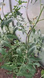2022-06-17 Tomate Allemande02.webp