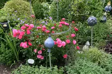 Rose Heidetraum  0221.webp