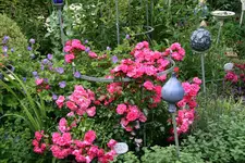 Rose Heidetraum  0321.webp