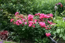 Rose Heidetraum  0521.webp