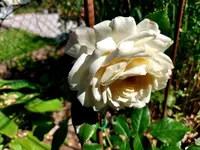 Rose Arktis.jpg