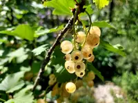 weiße Johannisbeeren.jpg