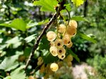 weiße Johannisbeeren.jpg