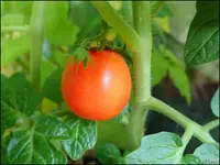 c029.webp