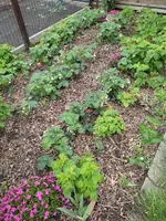 Erdbeeren21.05.22.webp