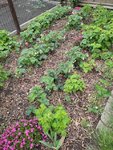 Erdbeeren21.05.22.jpg