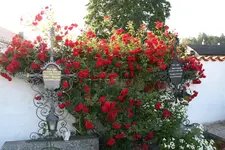 Elterngrab  1422.webp