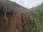 IMG_20220619_171511.jpg