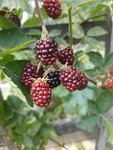 IMG_20220616_142016.jpg