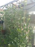 IMG_20220617_162007.jpg