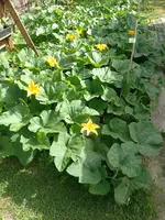 IMG_20220618_092740.webp