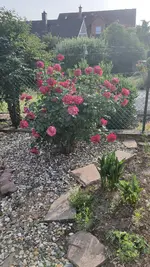 2022-06 Rosen.webp