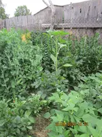 Sonnenblume 20.06.22.webp