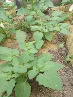 IMG_20220620_133551.webp