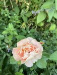 IMG_1101.JPG