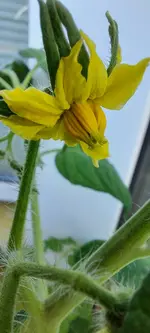 019 Tomatenblüten 20220616_142633 (1).webp