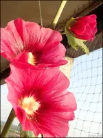 c032.webp