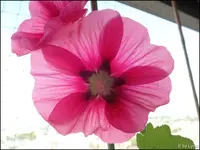 c033.webp