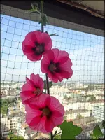 c034.webp