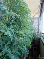c035.webp