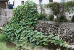 Kürbis0315.jpg