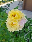 IMG_20220621_153510.jpg