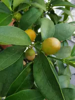 IMG_20220621_173601.webp
