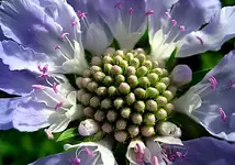 skabiose.webp