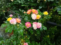 DSC02517.JPG