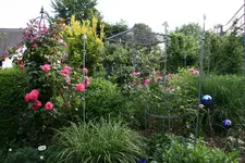 Juni      3622.webp
