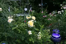 Juni      3822.webp