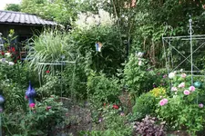 Juni      4022.webp
