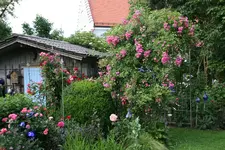 Juni      4422.webp