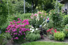 Juni      4522.webp
