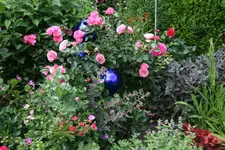 Juni      4622.webp