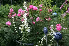 Juni      4722.webp