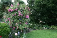 Juni      4822.webp