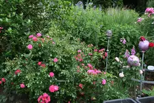 Juni      5522.webp