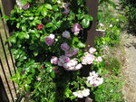 IMG_7690.JPG