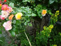 DSC02523.JPG