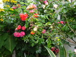 DSC02524.JPG