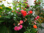 DSC02527.JPG