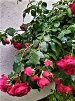 IMG_20210624_144056_3.webp