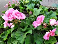IMG_20210530_150105_1.webp